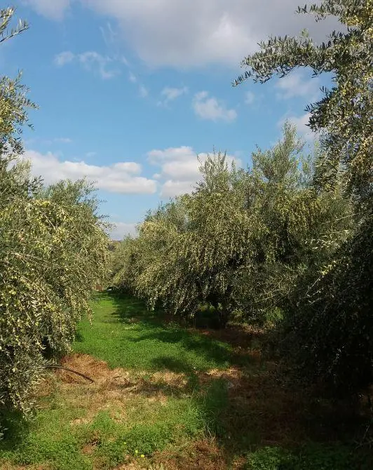 olive-grove.jpg